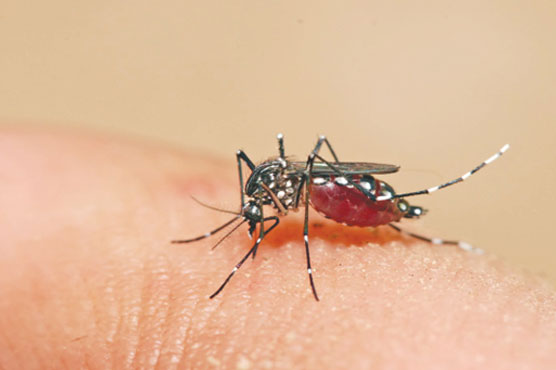 rafflesmedical-dengue-fever-2019